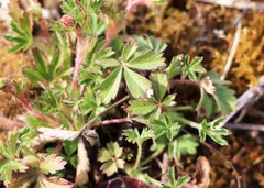 Potentilla pusilla