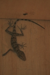 Tenuidactylus