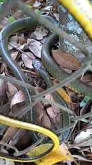 Chironius bicarinatus