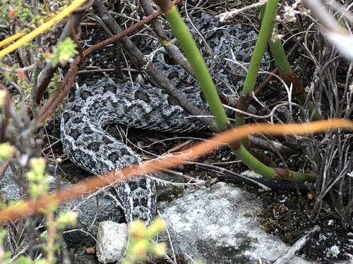 Photo of a Southern Adder (Bitis armata)