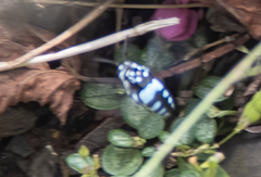 Thyreus novaehollandiae