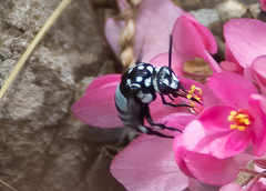 Thyreus novaehollandiae