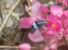 Thyreus novaehollandiae