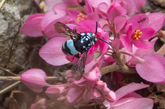 Thyreus novaehollandiae