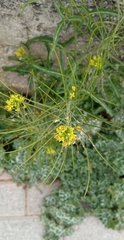 Sisymbrium irio