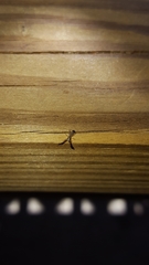 Cheliferoides longimanus