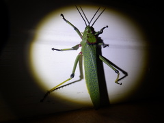 Phymateus viridipes
