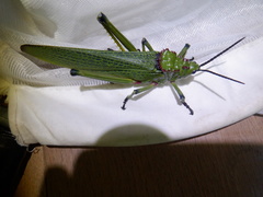 Phymateus viridipes