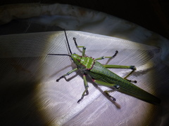 Phymateus viridipes