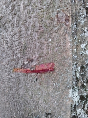 Croton gossypiifolius