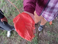 Croton gossypiifolius