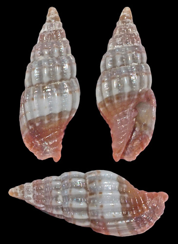 Vexillum diutenerum observed 2016-03-26