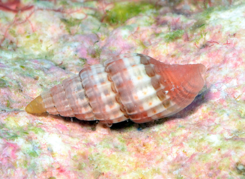 Vexillum diutenerum observed 2013-05-26