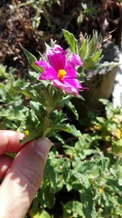 Cistus crispus