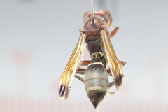 Polistes brunus