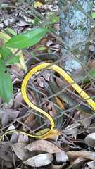 Chironius bicarinatus