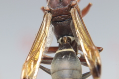 Polistes brunus