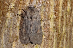 Lithophane furcifera
