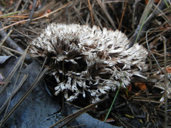 Thelephora penicillata