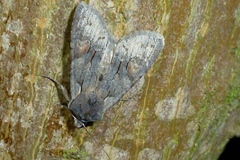 Lithophane furcifera