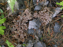 Thelephora penicillata