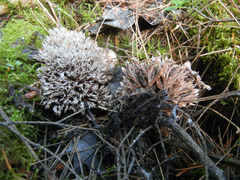 Thelephora penicillata