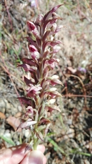 Anacamptis coriophora