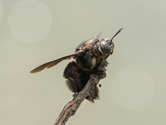 Xylocopa perforator