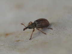 Malvapion malvae