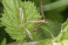 Tipula lateralis
