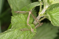 Tipula lateralis