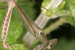 Tipula lateralis