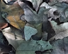 Zanclognatha pedipilalis