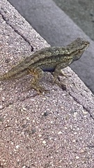 Sceloporus occidentalis