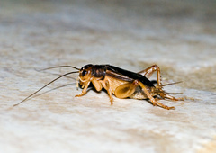 Gryllus assimilis