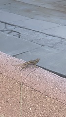 Sceloporus occidentalis