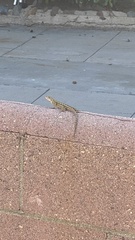 Sceloporus occidentalis