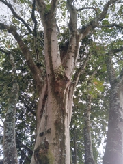 Croton gossypiifolius