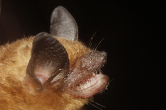 Black-Winged Little Yellow Bat photo 2