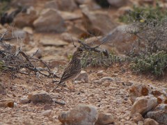 Alaudala rufescens rufescens