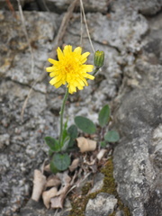 Hieracium bifidum