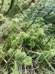 Sphagnum