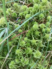 Sphagnum