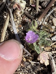 Eremalche parryi kernensis