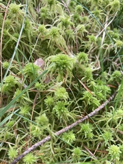 Sphagnum