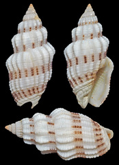 Vexillum exasperatum