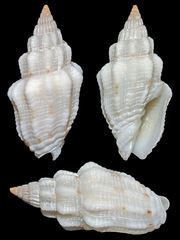 Vexillum exasperatum