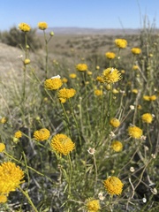 Eastwoodia elegans