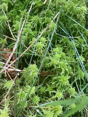 Sphagnum