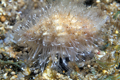 Vexillum exasperatum